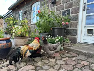 Smukke haner søger kærlig hønsegård 