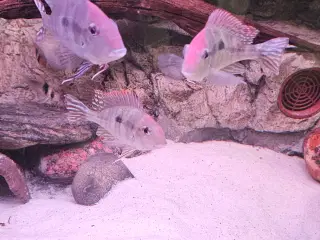 Geophagus Red head tapajos 