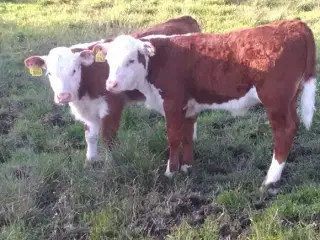Hereford tyrekalv 1 md.