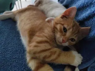 Kattekilling
