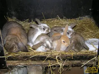 Dværg vædder kaniner i flere farver