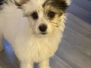 Sød lille hanhvalp🐾