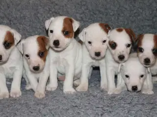 Jack Russell terrier hvalpe