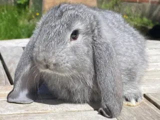 FRANSK VÆDDER HAN CHINCHILLA