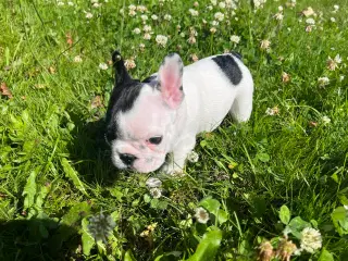 Fransk bulldog han  hvalpe fra den 19/5