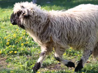 Valais Blacknose får