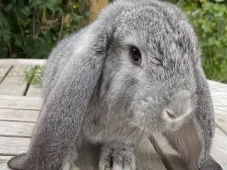 FRANSK VÆDDER HAN CHINCHILLA