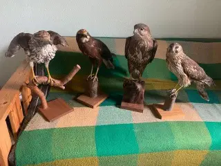 Udstoppede fugle