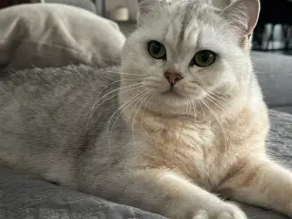 Smuk British shortair 