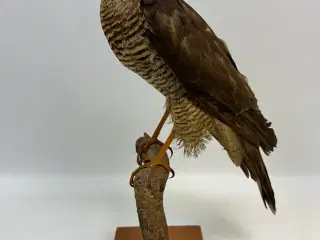 Udstoppet Spurvehøg 