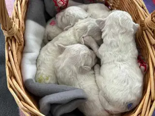 Bichon frise tilbydes til avl. 