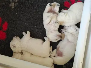 Westie hvalpe