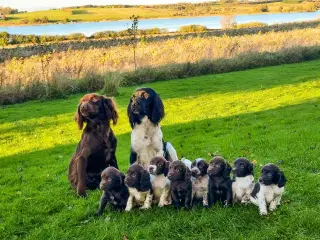 Staby, sprocker, field cocker 