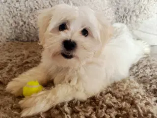 Havaapso han Hvalp - Klar til at flytte.
