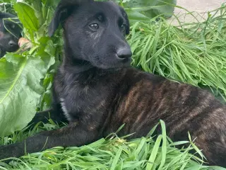 Hannah søger sit eget hjem❤️