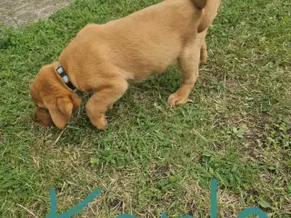 Fox red labrador