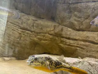 Mbu puffer 