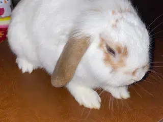 Minilop kanin