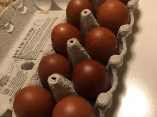 Daggamle, varmefrie kyllinger og rugeæg