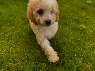 Cavapoo