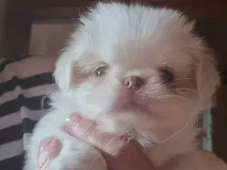 Japanese chin hvalpe 