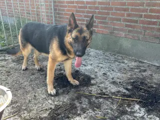 Shafer hund 2 år hun