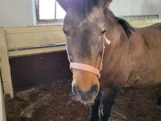 Familie pony / selvskabt pony