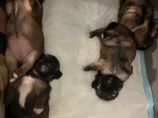 Hundehvalpe
