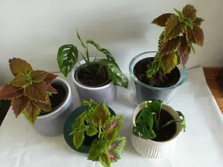 5 fine planter med urtepotteskjuler 