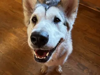 Alaskan malamute pige 