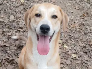 Dino ønsker sig en familie i julegave