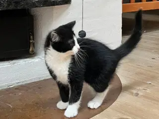 Kattekilling, sort og hvid.