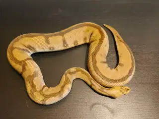 Konge Python Spotnose Blade Clown 