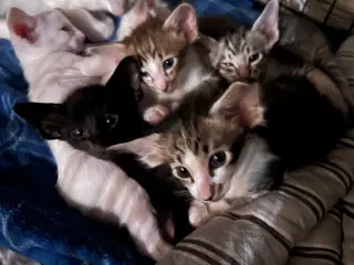 Orientaler killinger/ balinesere