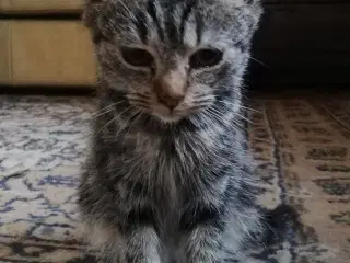 Rolige, kælne kattekillinger