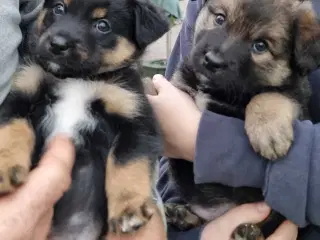 Islandskfårehund blandings hvalpe 