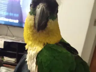 Tam Sortkappet cuiqer