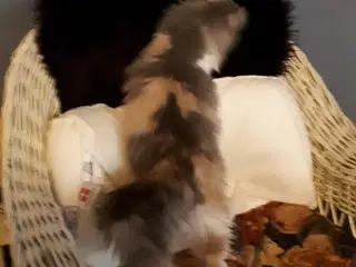 Skovkatte killing 7 mån