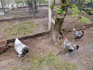 Sølvrandede wyandotter 