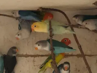 Dværgpapegøjer de helt hvide er solgt