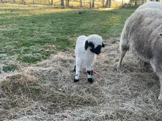 Gimmerlam Valais Black Nose