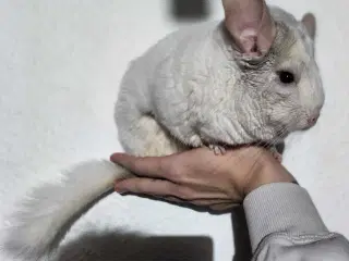 Tam Chinchilla hun ❤️
