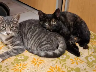 2 kattekillinger søger et hjem