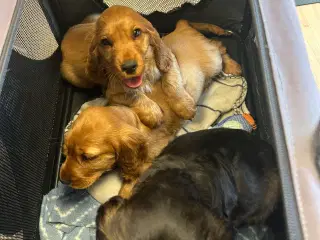 Cocker spaniel 