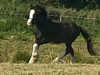 Irish cob hingst 