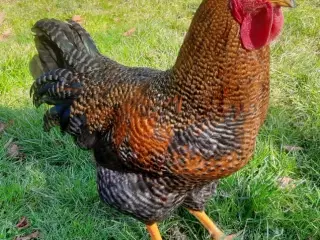 Hane søger nyt hjem