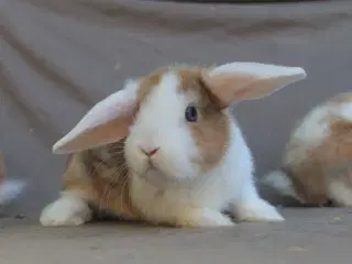 Mini lops unger 