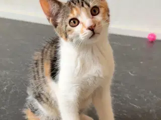 Sød kattekilling sælges♥️