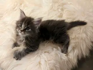 Maine coon hun killing uden stamtavle