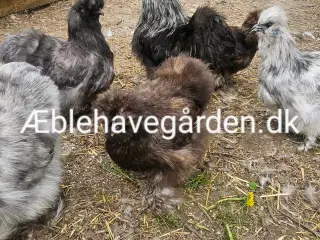 Silkehøns Rugeæg